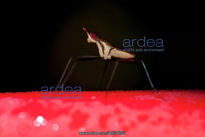 : Banana-stalk Fly Banana-stalk Fly on Crane Flower (aka : Banana-stalk Fly Banana-stalk Fly on Crane Flower (aka
