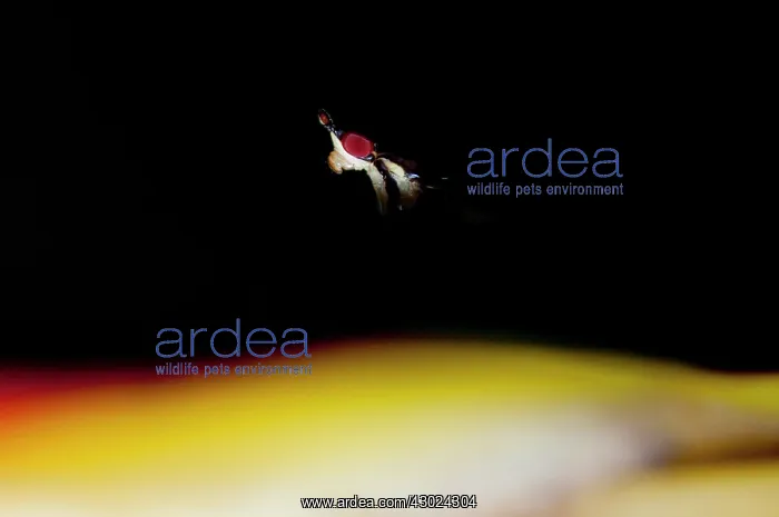 : Banana-stalk Fly Banana-stalk Fly in shadow on Crane Fl : Banana-stalk Fly Banana-stalk Fly in shadow on Crane Fl