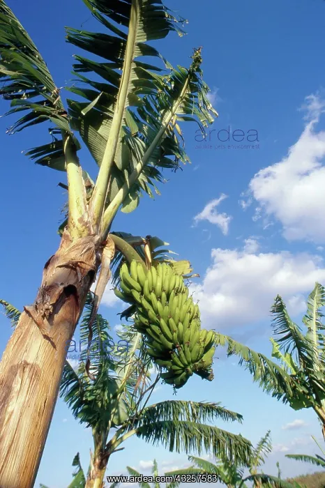 : Banana Tree : Banana Tree