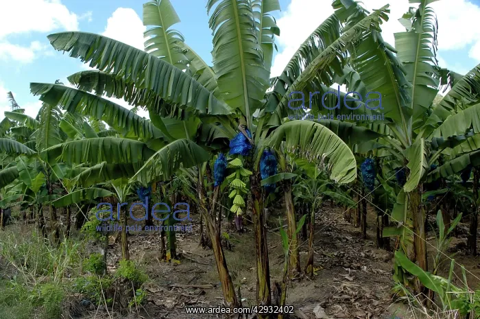 : Banana Tree - edge of banana plantation : Banana Tree - edge of banana plantation