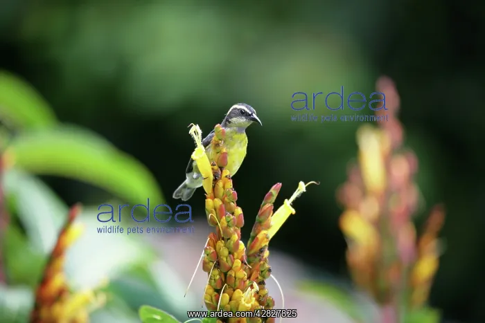 : Bananaquit : Bananaquit