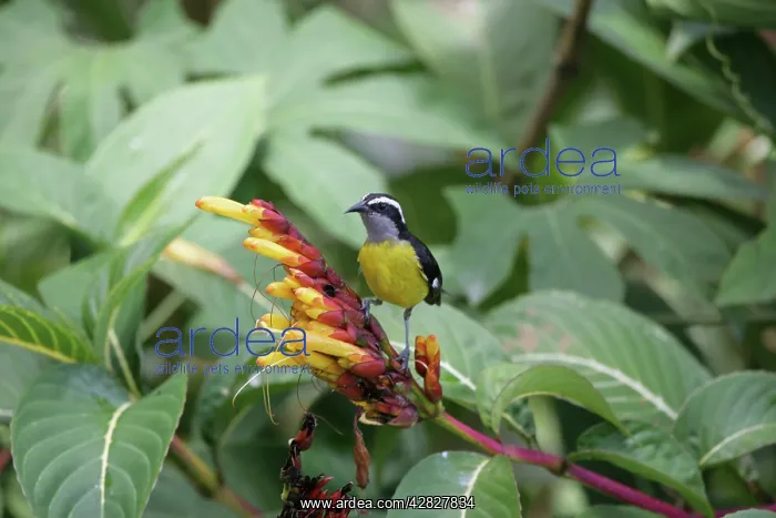 : Bananaquit : Bananaquit