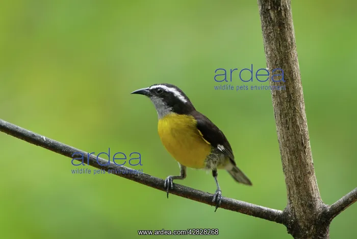 : Bananaquit : Bananaquit