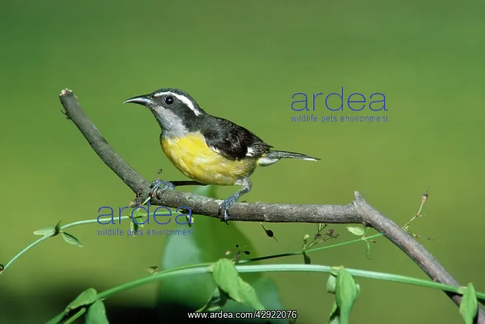 : Bananaquit : Bananaquit