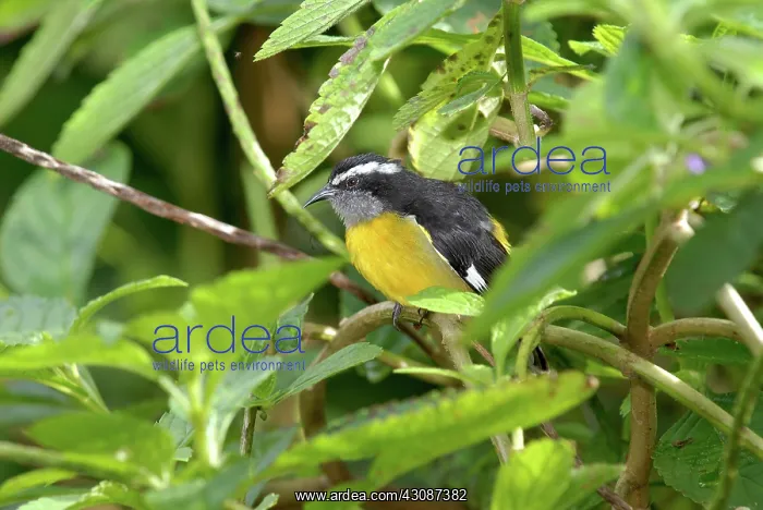 : Bananaquit : Bananaquit