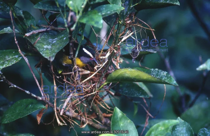 : Bananaquit : Bananaquit