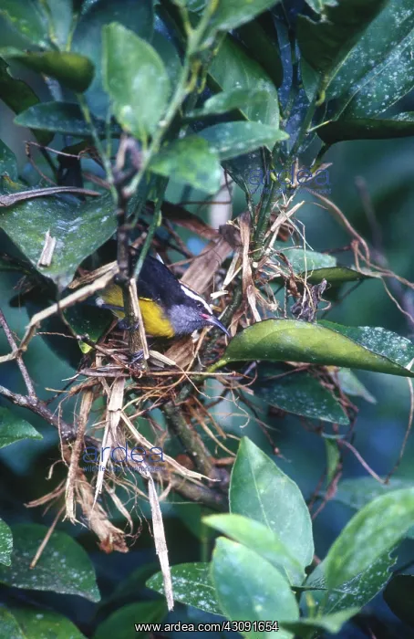 : Bananaquit : Bananaquit