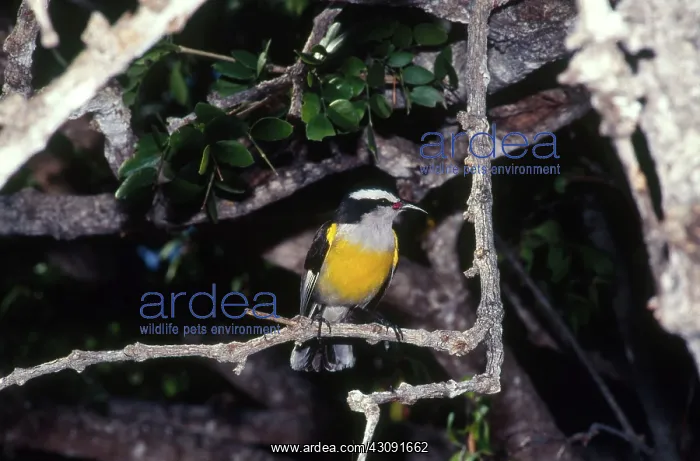 : Bananaquit : Bananaquit