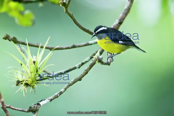 : Bananaquit - on branch with air plant : Bananaquit - on branch with air plant