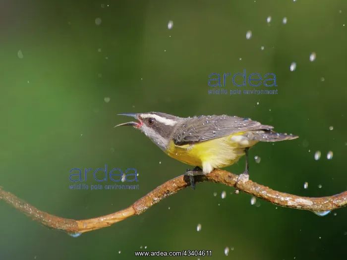 : Bananaquit Coereba flaveola Atlantic Forest, Brazil : Bananaquit Coereba flaveola Atlantic Forest, Brazil