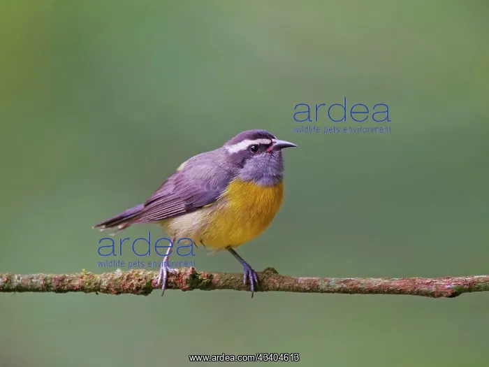 : Bananaquit Coereba flaveola Atlantic Forest, Brazil : Bananaquit Coereba flaveola Atlantic Forest, Brazil