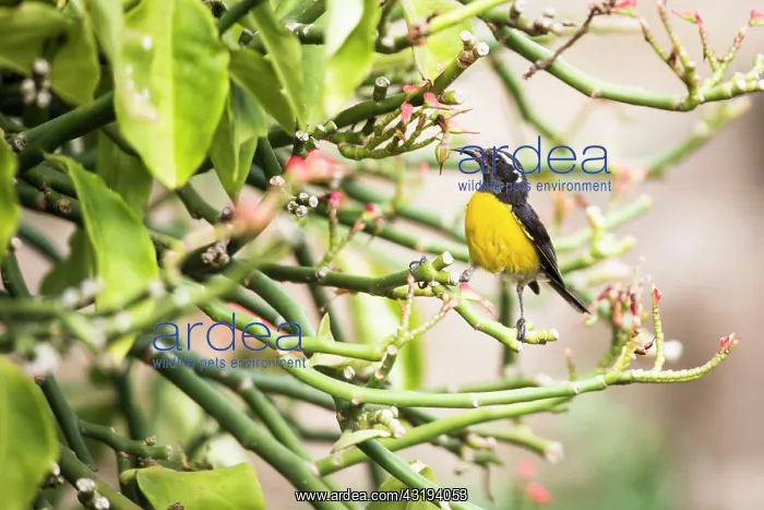  : Bananaquit (Coereba flaveola), Montserrat Island