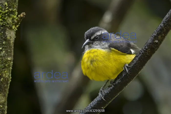 : Bananaquit (Coereba flaveola) Valle del Cauca, Colombia : Bananaquit (Coereba flaveola) Valle del Cauca, Colombia