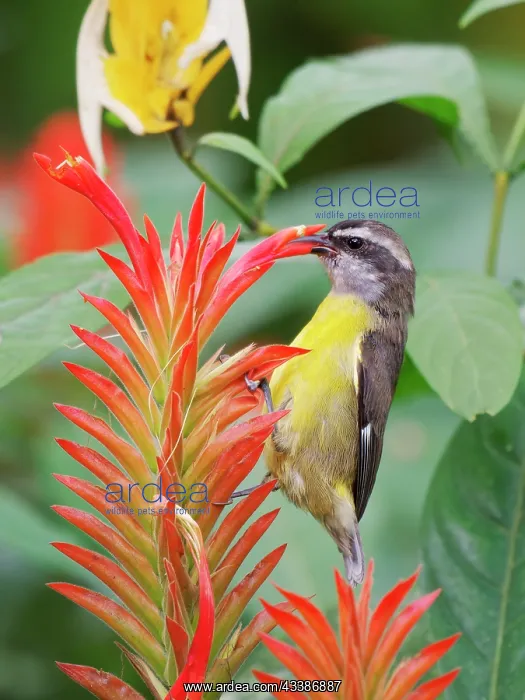 : Bananaquit - feeding on flower Coereba flaveola : Bananaquit - feeding on flower Coereba flaveola