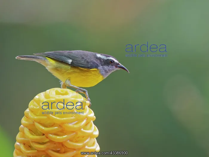 : Bananaquit - feeding on flower Coereba flaveola : Bananaquit - feeding on flower Coereba flaveola