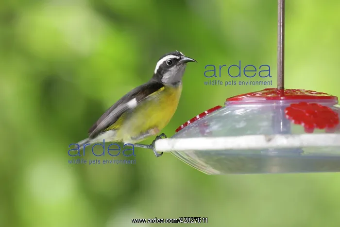 : Bananaquit on nectar feeder : Bananaquit on nectar feeder