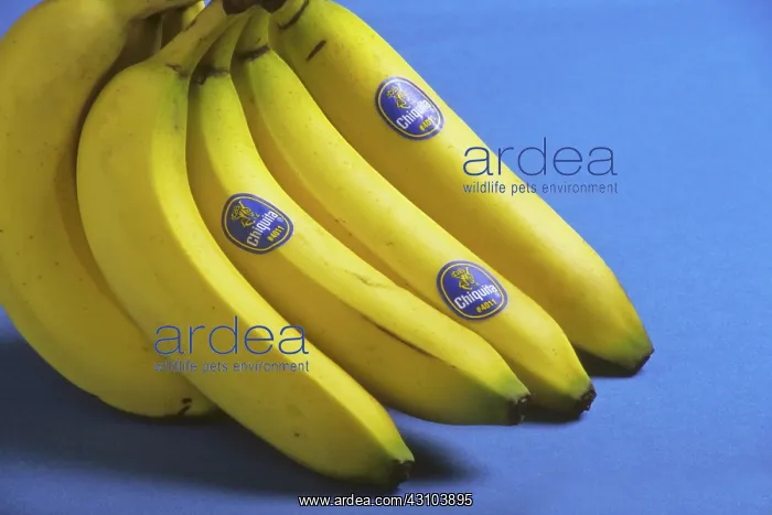 : Bananas. Bunch of Chiquita brand bananas : Bananas. Bunch of Chiquita brand bananas