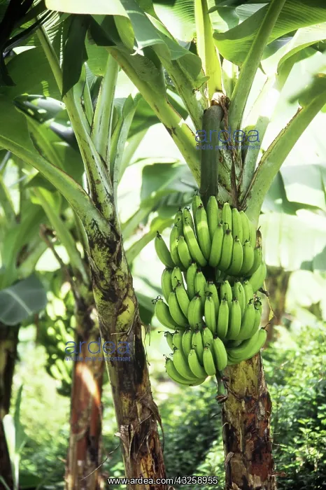 : Bananas. Banana plant (Musa sp.) : Bananas. Banana plant (Musa sp.)