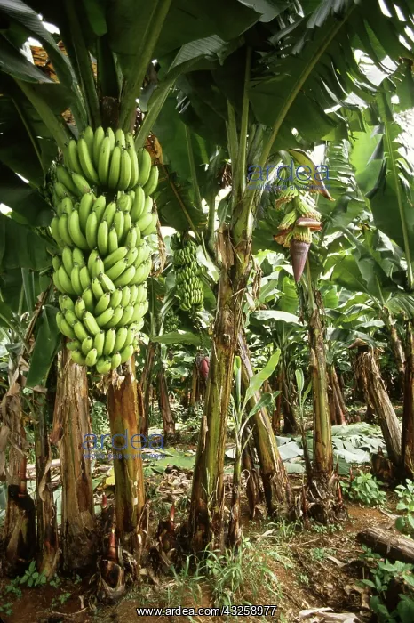 : Bananas. Banana plants, Musa genus : Bananas. Banana plants, Musa genus