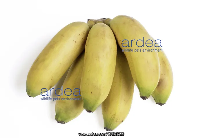  : Bananas bunch