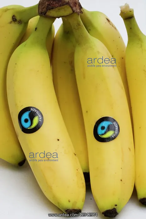 : Bananas - bunch of fairtrade Waitrose bananas with : Bananas - bunch of fairtrade Waitrose bananas with