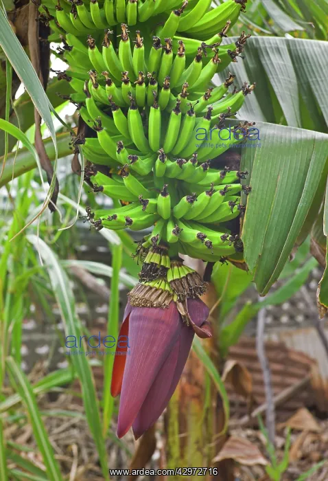 : Bananas - growing on tree : Bananas - growing on tree