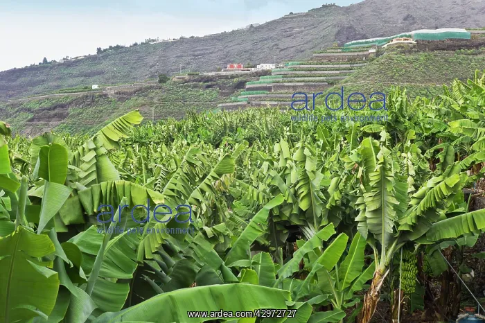  : Bananas - growing on tree