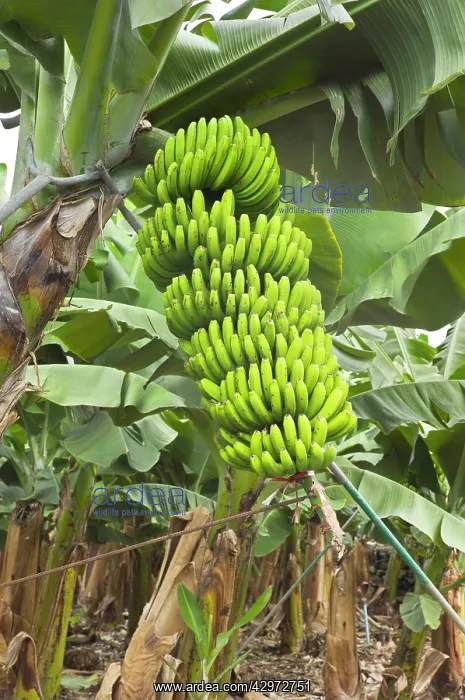 : Bananas - growing on tree : Bananas - growing on tree