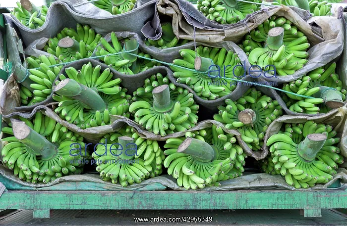 : Bananas - loaded and ready for shipment : Bananas - loaded and ready for shipment