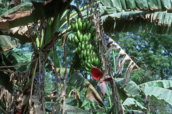 : Bananas - stalk with bunch of green bananas on : Bananas - stalk with bunch of green bananas on