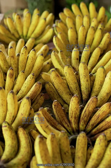 : Bananas - Tomohon Tomohon Market : Bananas - Tomohon Tomohon Market