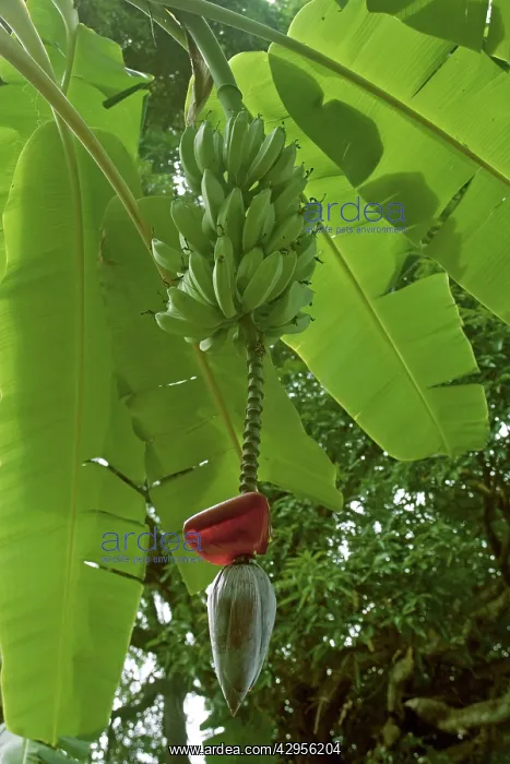 : Bananas on tree : Bananas on tree