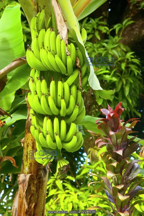 : Bananas on the tree near Castries, St. Lucia : Bananas on the tree near Castries, St. Lucia