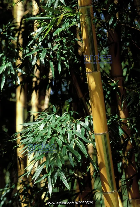 : Banboo - stubbles and foliage : Banboo - stubbles and foliage