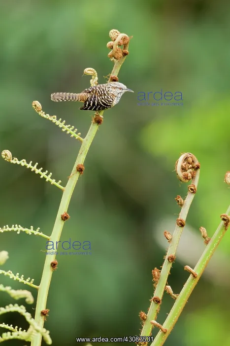 : Band-backed Wren : Band-backed Wren