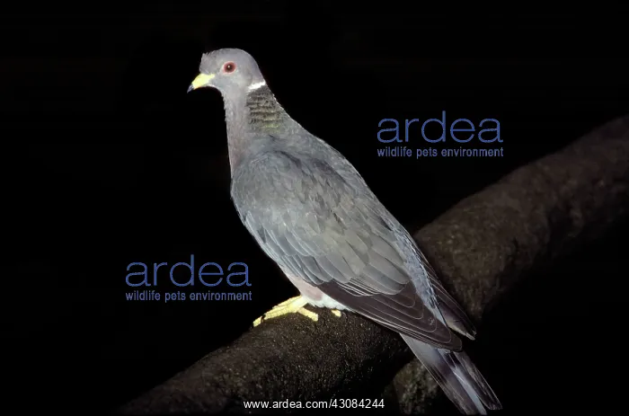: Band-tailed Pigeon : Band-tailed Pigeon
