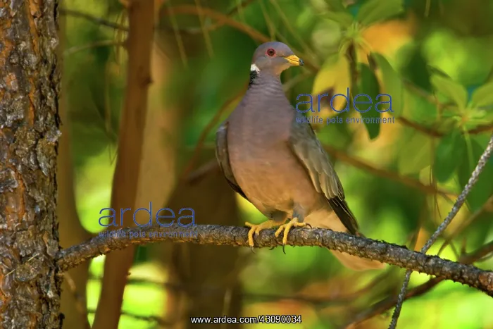 : Band-tailed Pigeon : Band-tailed Pigeon