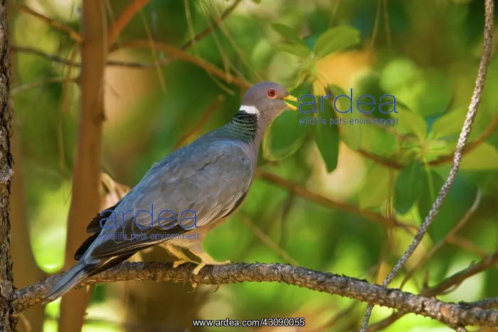 : Band-tailed Pigeon : Band-tailed Pigeon