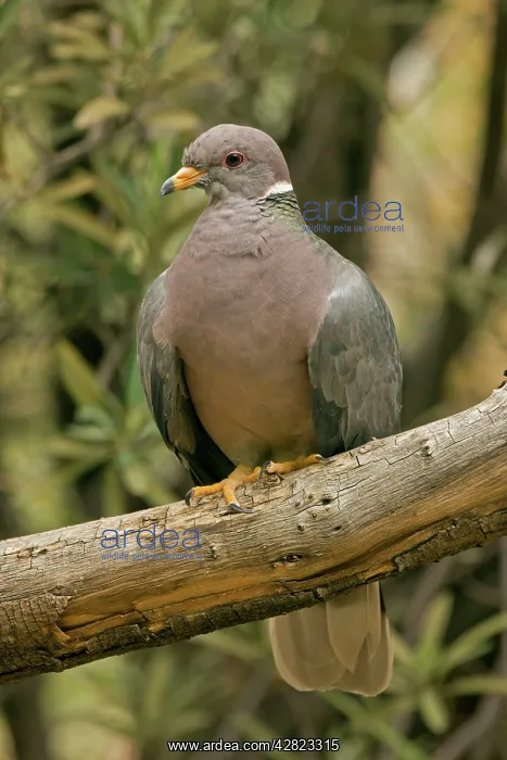 : Band-tailed Pigeon - Perched on branch : Band-tailed Pigeon - Perched on branch