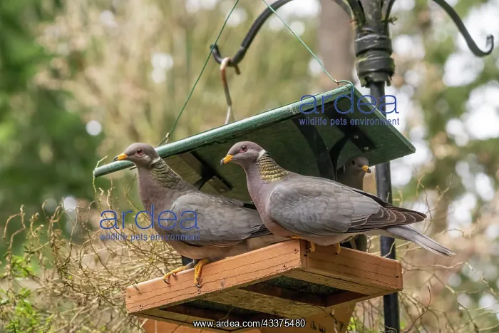 : Two Band-tailed Pigeons in a birdfeeder : Two Band-tailed Pigeons in a birdfeeder