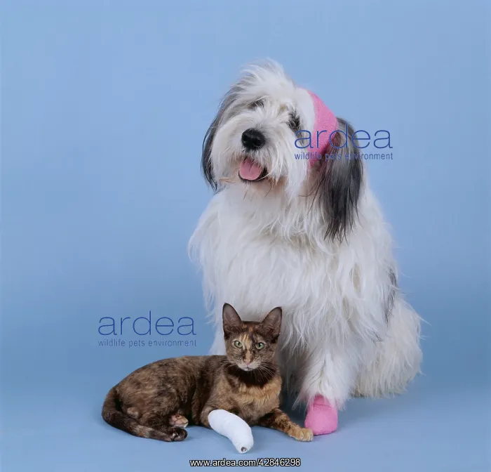 : Bandaged DOG and CAT : Bandaged DOG and CAT