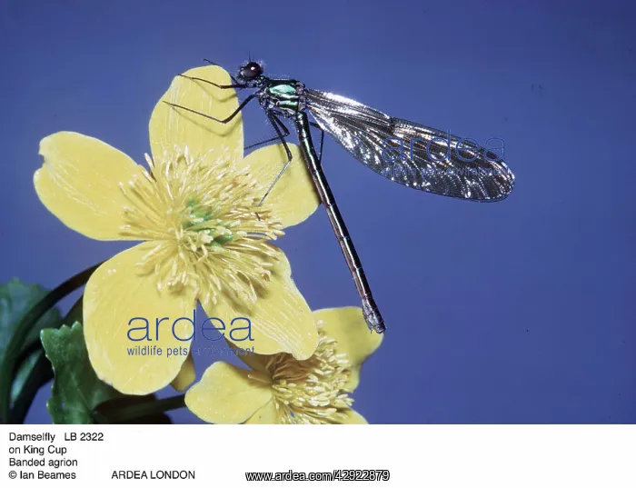 : Banded agrion DAMSELFLY - on King Cup : Banded agrion DAMSELFLY - on King Cup