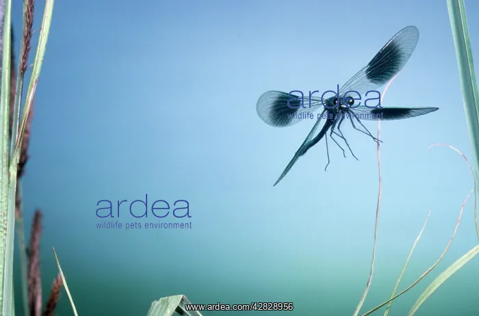 : Banded Agrion Damselfly - male : Banded Agrion Damselfly - male