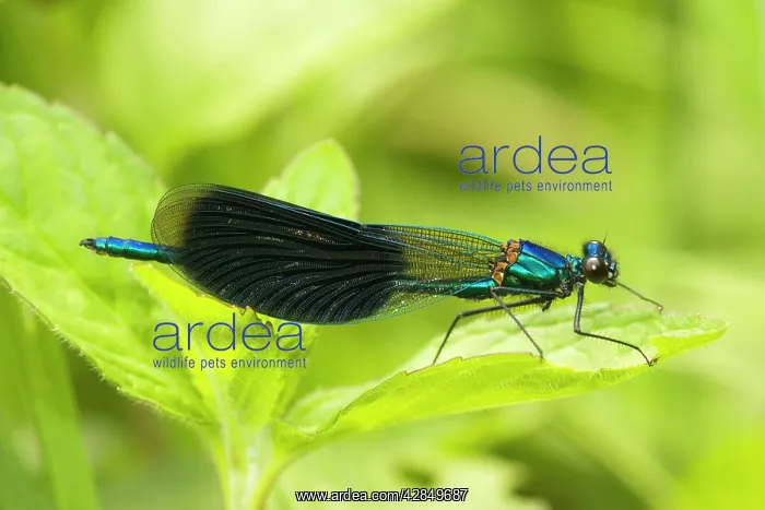 : Banded Agrion Damselfly - male : Banded Agrion Damselfly - male