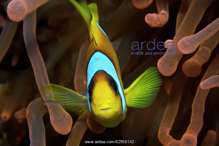 : Two Banded Anemonefish / Red Sea Clownfish : Two Banded Anemonefish / Red Sea Clownfish