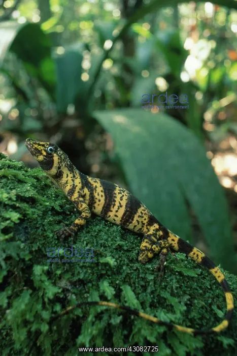 : Banded Anolis : Banded Anolis