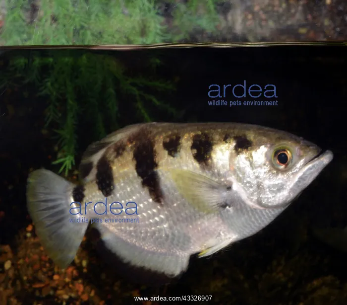 : Banded Archerfish : Banded Archerfish