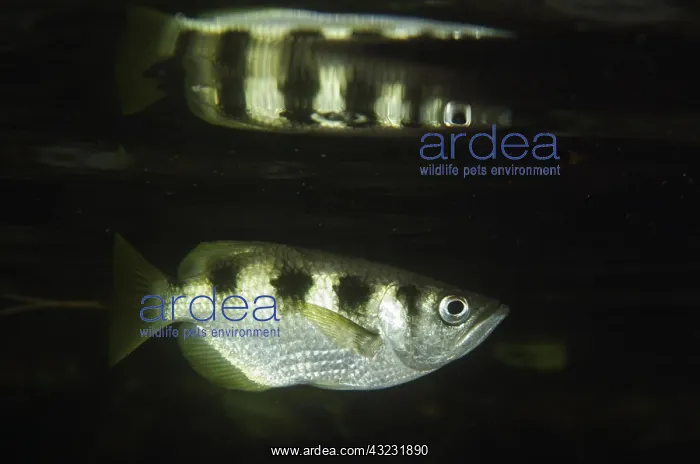: Banded Archerfish - with reflection - Mangrove : Banded Archerfish - with reflection - Mangrove