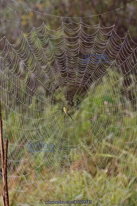 : Banded Argiope : Banded Argiope