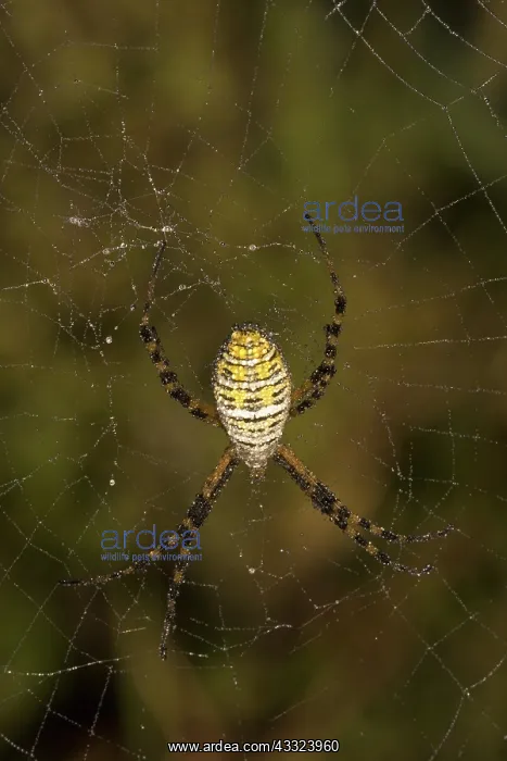 : Banded Argiope : Banded Argiope
